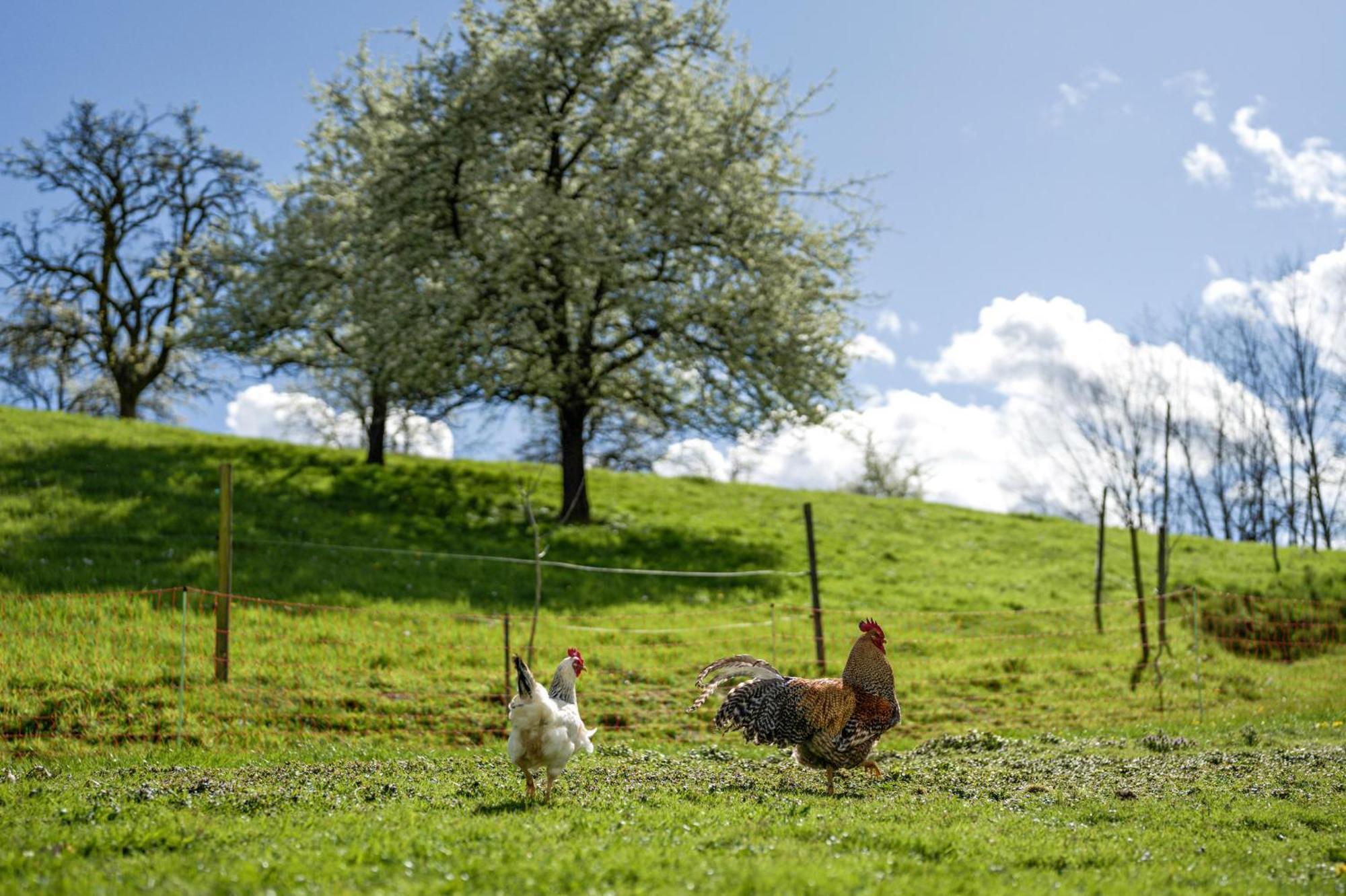 Ferienhof Vordere Alm 오버키르히 외부 사진
